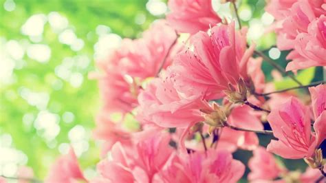 Spring Desktop Background 的图像结果