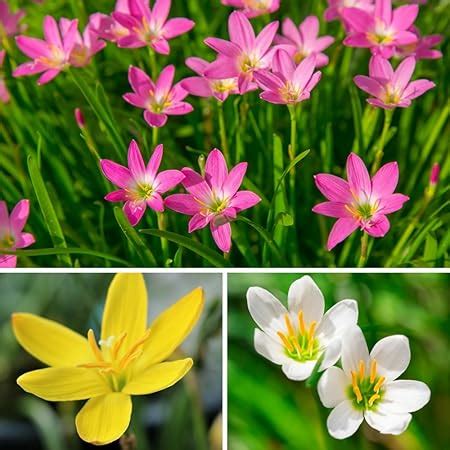 Urban Gardens Rare Mixed Rain Lily Bulbs Mix Zephyranthus Rain Lilies ...