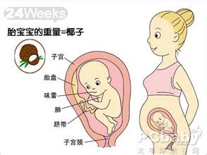 怀孕24周胎儿停育，B超显示胎宝处于中央性前置胎盘，孕妈要重视|前置胎盘|胎盘|胎儿_新浪新闻