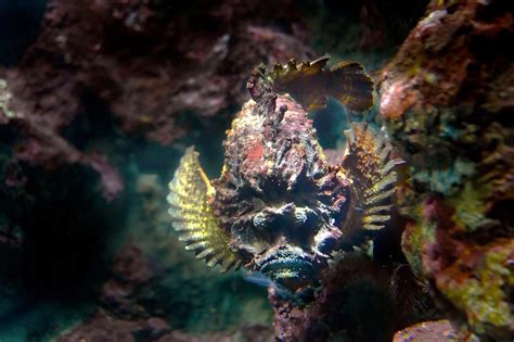 Stonefish