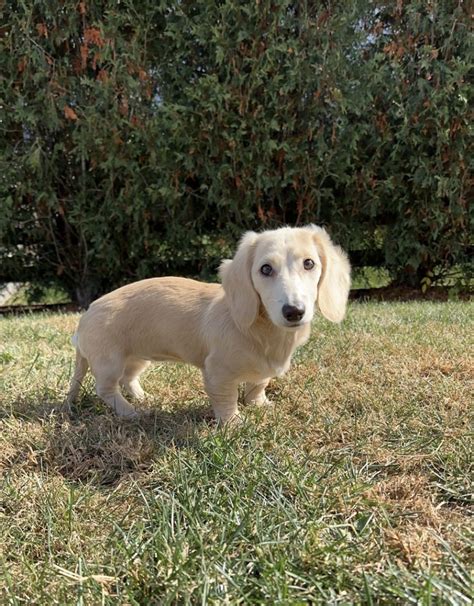 English Cream Dachshund Puppy