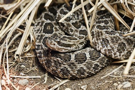 3 Snakes To Know On Your Walks, Jogs And Hikes Around PA | Across ...