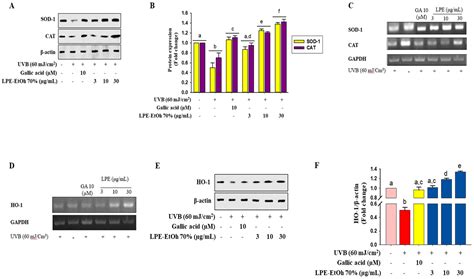 Lablab purpureus Protects HaCaT Cells from Oxidative Stress-Induced ...