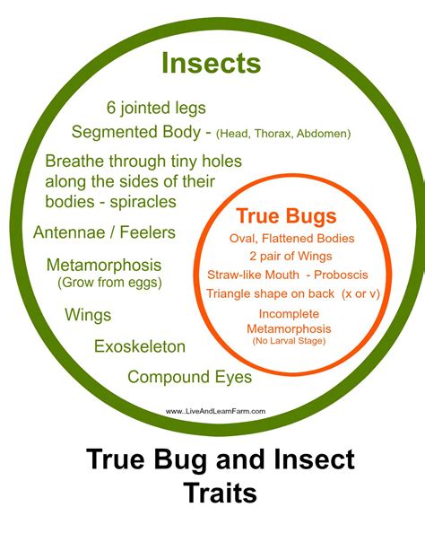 Bug Out Vs Bug In at Robert Moran blog
