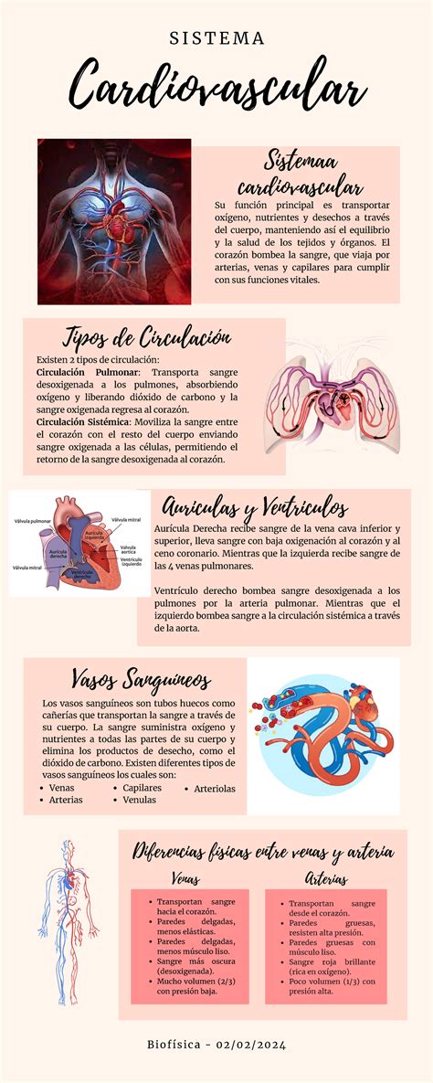 Infografía: Sistema Cardiovascular - Biología 02/02/2024 - Studocu | Cosas de enfermeria ...