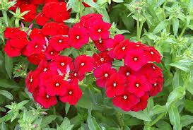 Skill in material work : spiritual meaning of flower