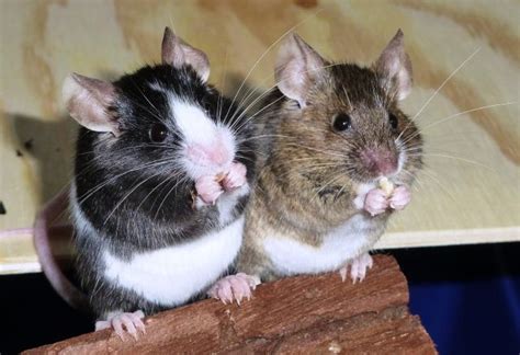 Maeuse Kleinanzeigen | Maeuse Annoncen | Maeuse Inserate | Maeuse ...