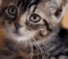 Image result for Mern Stack Developer GIF