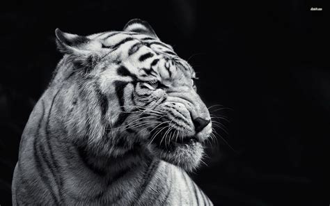 Black And White Animal Wallpapers - Wallpaper Cave