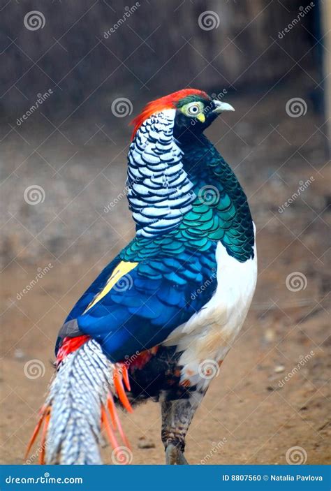 Lady Amherst Pheasant stock photo. Image of fowl, shiny - 8807560