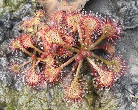 Venus Fly Trap (Live Carnivorous Plant, Rare Exotic Plant) : Amazon.in ...