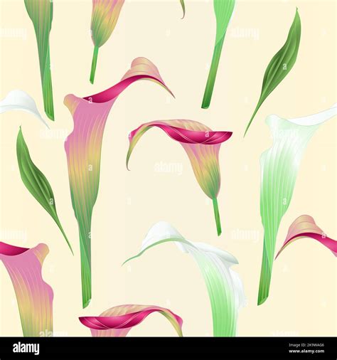 Seamless texture Calla lily white and pink flowers herbaceous perennial ...
