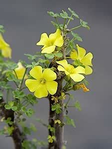 Ritz Farming Oxalis Iron Cross Imported and Hybrid Flower Bulbs Multi ...