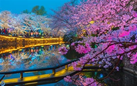 无锡太湖鼋头渚樱花已盛开，错过这个周末就等明年吧_吉野樱