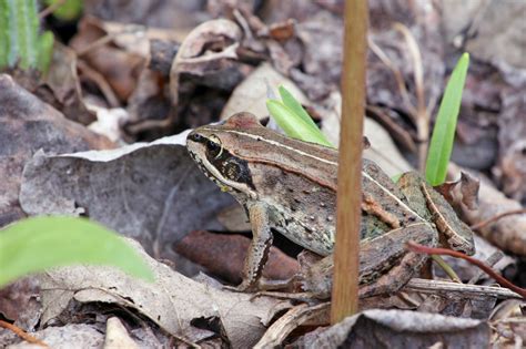 Image result for Alien Michigan Frog