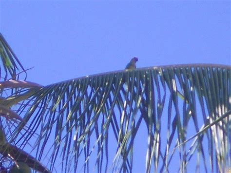 CHALE ILHA BELA (Ipojuca, Brazil - PE) - Cottage Reviews, Photos, Rate ...