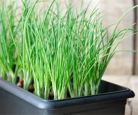 How to grow green onions indoors: Expert tips | Homes and Gardens