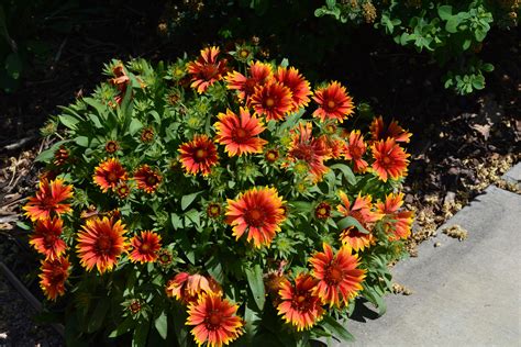 Arizona Sun Blanket Flower