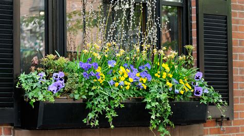 Window Box Gardening