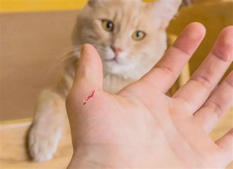被猫抓伤多少天过危险期（被猫抓伤正确处理方法） - 胖萌舍宠物网
