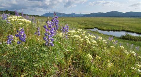 Flowers In Pocatello Idaho | Best Flower Site