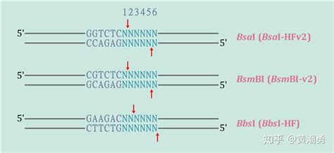 说起无缝克隆，Golden Gate Assembly根本不比Gibson Assembly差好吗！ - 知乎
