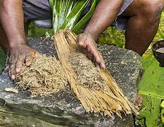 kava 的图像结果