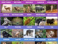 Image result for Animals On Button Moon