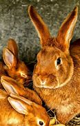 Image result for Cute Baby Dwarf Bunnies