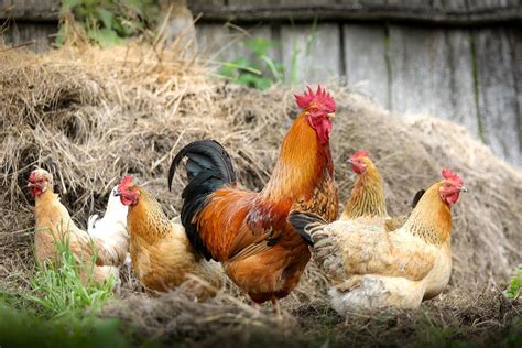 Best Egg Laying Chickens For Your Backyard | Get Eggs Fast!