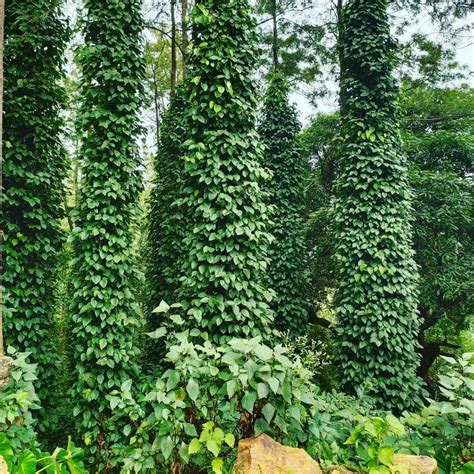 Plant FAQs: Black Pepper - Piper Nigrum