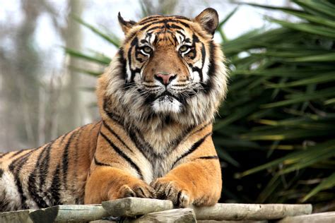 Tigers » Resources » Surfnetkids