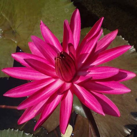 water lily (nymphaea pubescens)-pink 5 – Santhi Online Plants