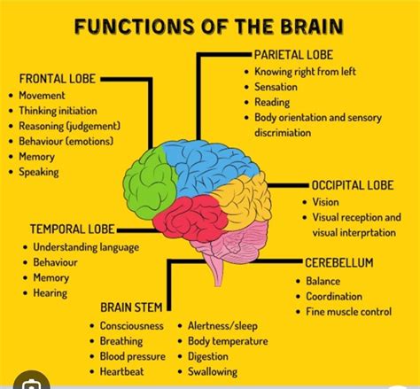 what is the function of brain ?↑ - Brainly.in