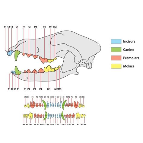 Puppy Teeth Diagram