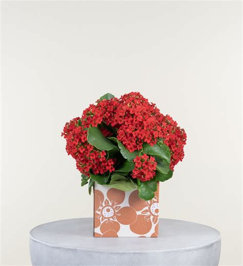 Indoor Flowering Plant