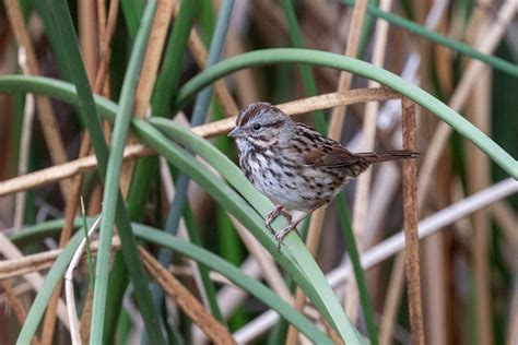 Song Sparrow | San Diego Bird Spot