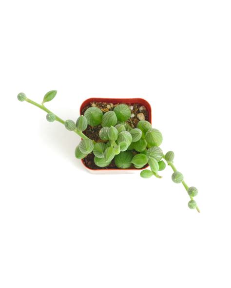 Curio Herreanus 'String of Watermelons' – Shop Succulents
