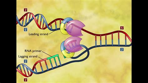 Animation DNA Replication Steps 的图像结果