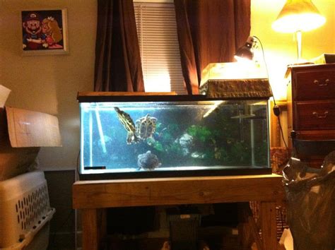 Setting Up a Turtle Tank 的图像结果