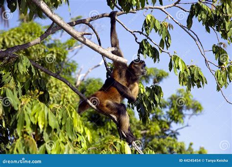 Spider Monkeys of the Genus Ateles Stock Photo - Image of fauna, evolution: 44245454