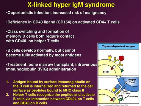 PPT - Understanding Immunodeficiencies: DiGeorge Syndrome & Thymic Defects PowerPoint ...