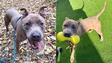‘No name’ dog that overcame heartworms is looking for forever home ...