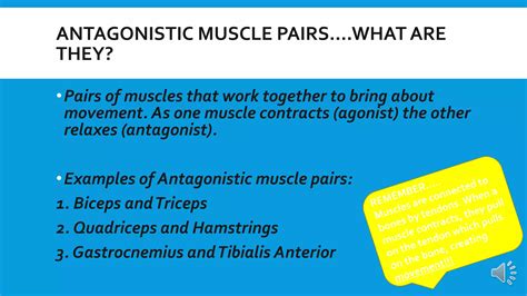 GCSE PE Revision: Antagonistic muscle pairs | PPTX