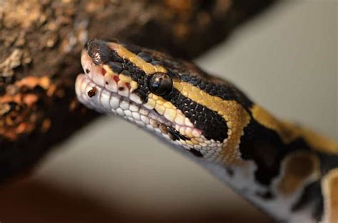 Image result for Largest Python Found in Florida