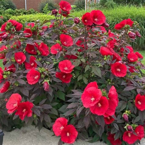 How to Grow and Care for Midnight Marvel Hibiscus