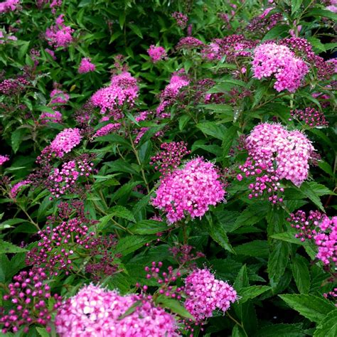 Spirea Varieties: 13 Common & Rare Types Of Spirea - The Home Tome