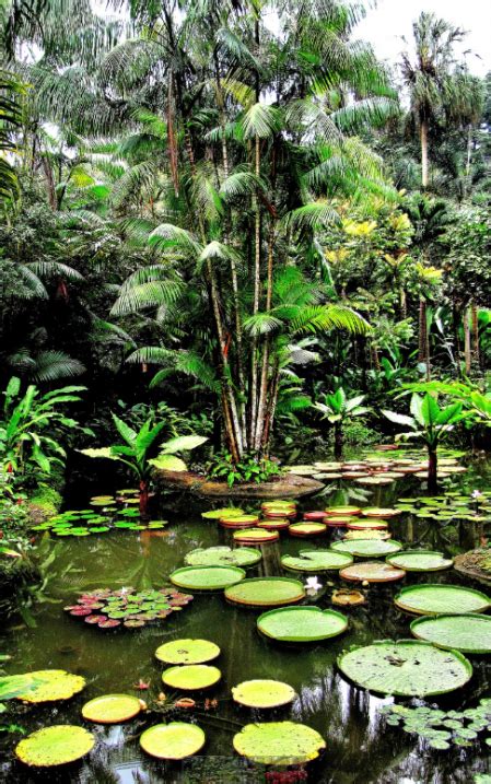 ¿Por qué hay que preservar los jardines botánicos?