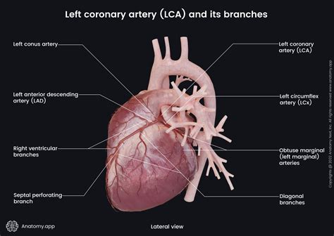 Obtuse Marginal Coronary Artery Anatomy