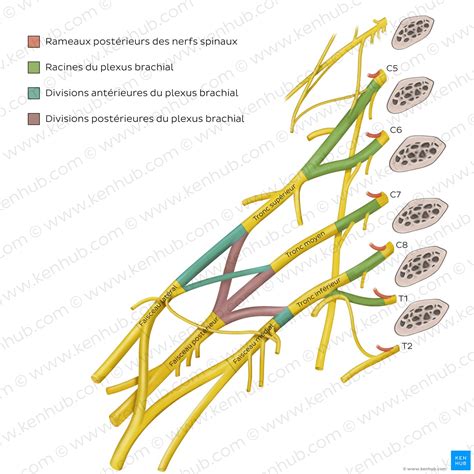 Plexus brachial : anatomie, branches et mnémoniques | Kenhub